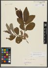 Foto von Salix appendiculata Vill.
